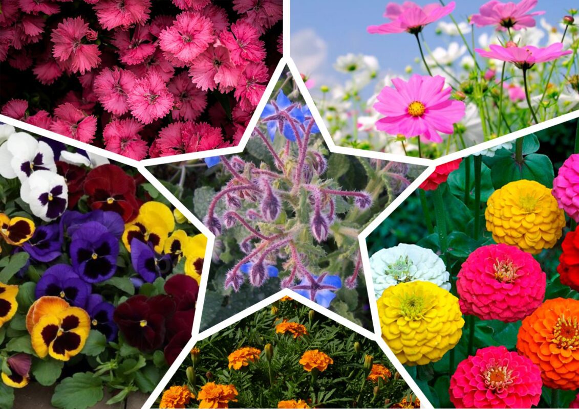 Ароматні квіти, що замінять використання пестицидів