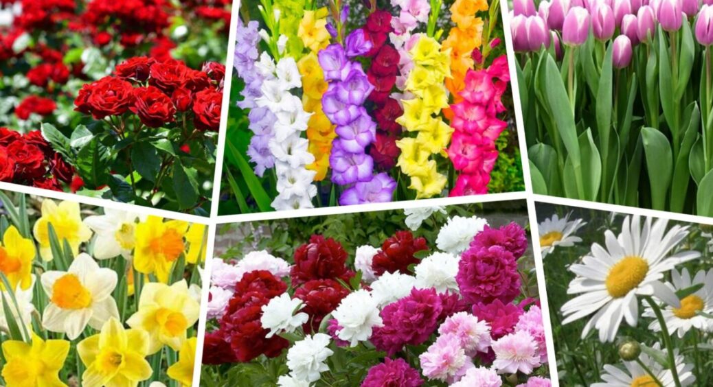 Ці 6 квітів не переносять одне одного: з клумби зникають за лічені тижні, хоч ти що роби 