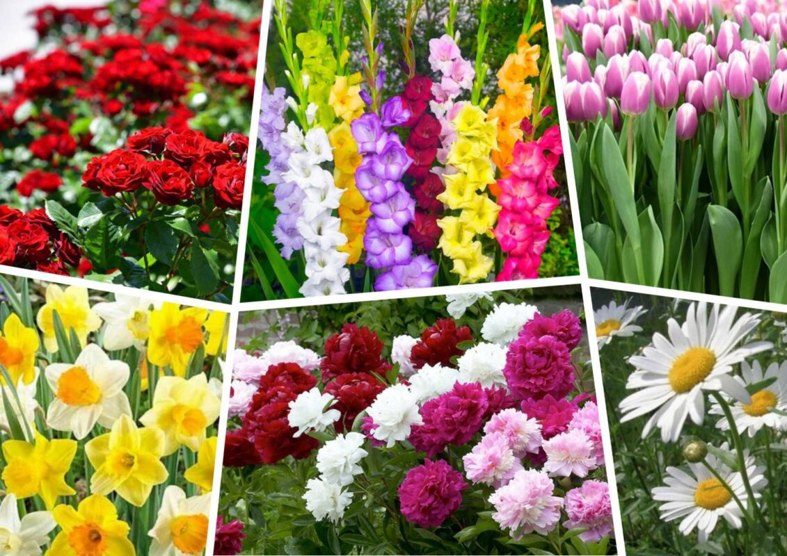 Які квіти не можуть зростати по сусідству