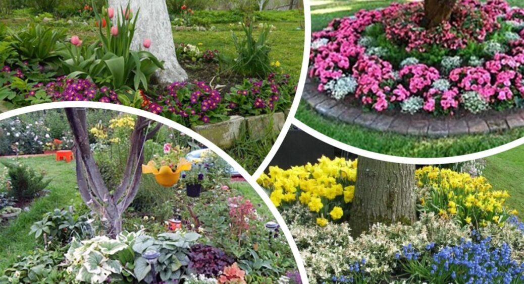 Місце під деревами у Новоукраїнці не пустує: садівники знають, які види квітів ростимуть тут 