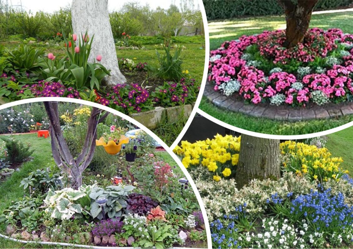 Що посадити у пристовбурних колах