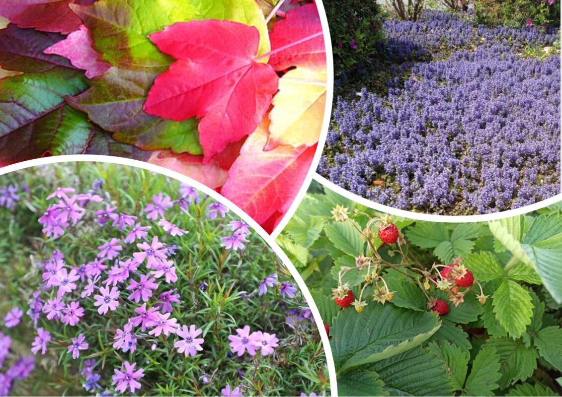 Квіти, що вкривають ґрунт і не пускають бур'яни