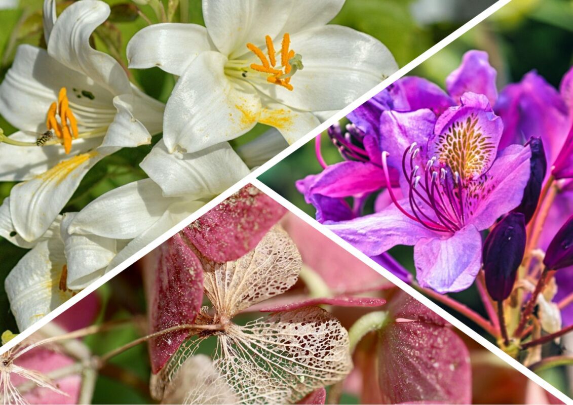 Садівники пояснили, які квіти полюбляють українці в різних регіонах країни