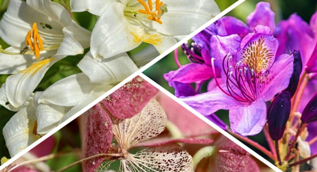 У кожному регіоні України — свої квіти, що впливають на настрій: що та де полюбляють українці 