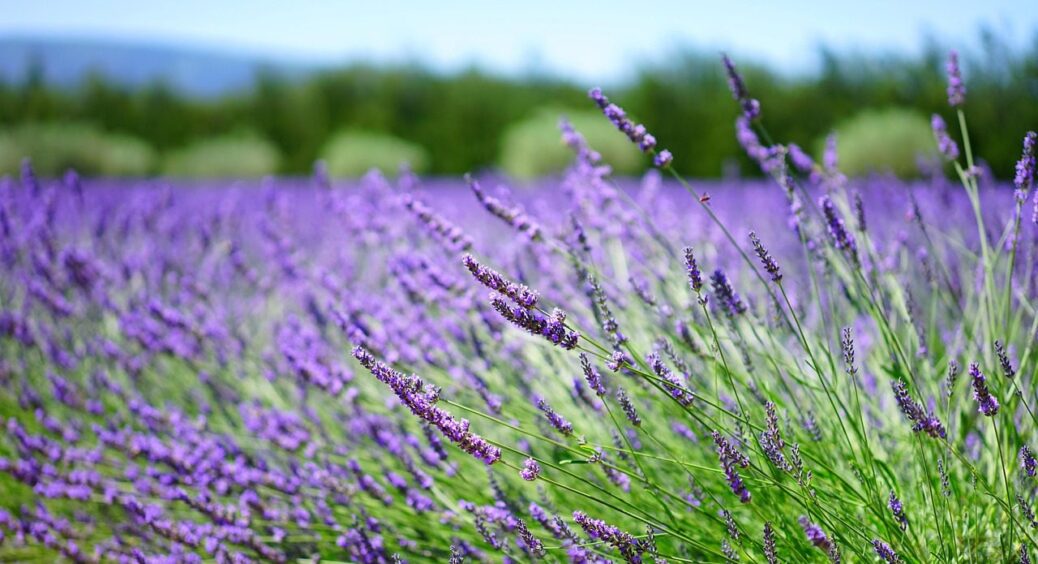 Суха трава принесе вам 26 тисяч гривень: на ділянці росте справжній скарб, а ви цього і не знали 