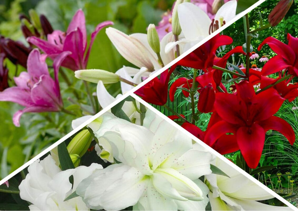 Як змусити садову лілію зацвісти вдруге за сезон