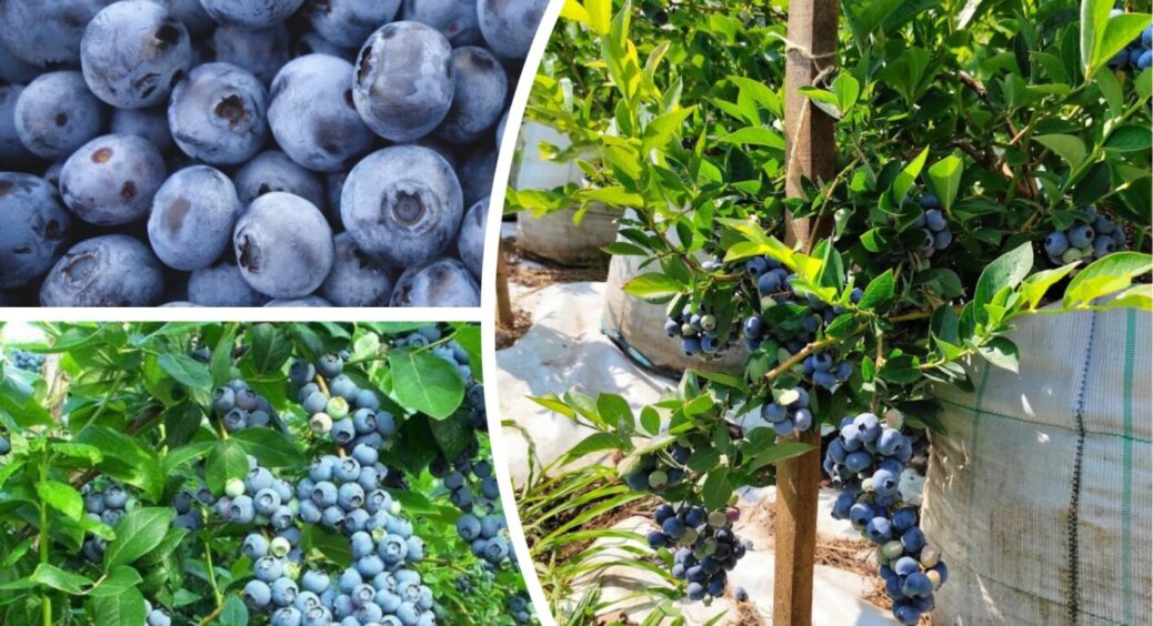 Кисленьке для лохини: таким еліксиром на Волині кущик ладен ласувати тричі на день 