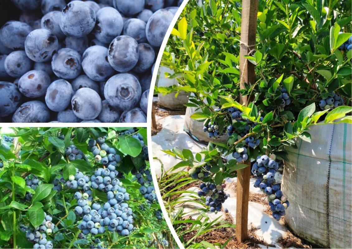 Як правильно поливати лохину