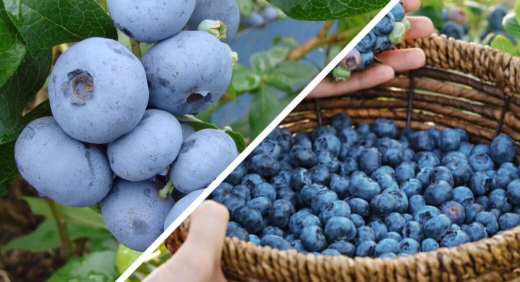 Унікальний метод підвищення кислотності ґрунту: лохина буде рости, і оком кліпнути не встигнете 