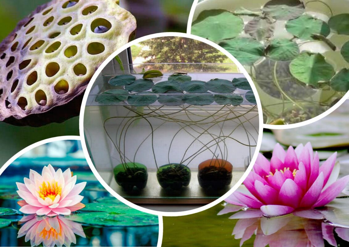 Як виростити лотос у домашніх умовах