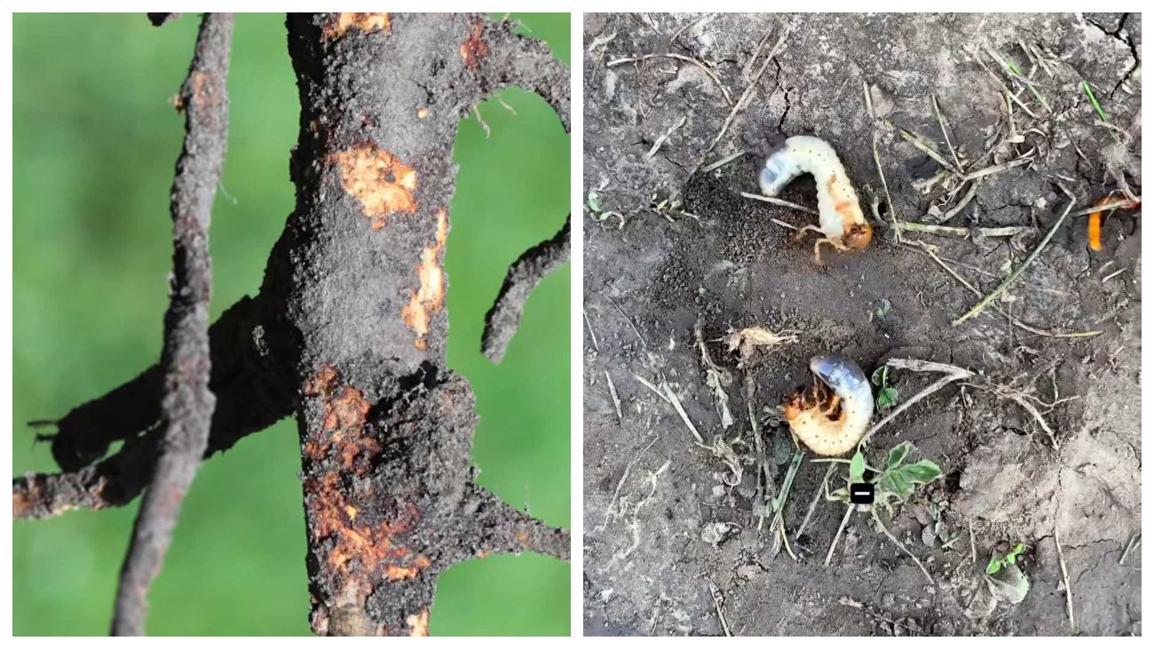 Садівники пояснили, який шкідник може з'їсти саджанець дерева за лічені дні