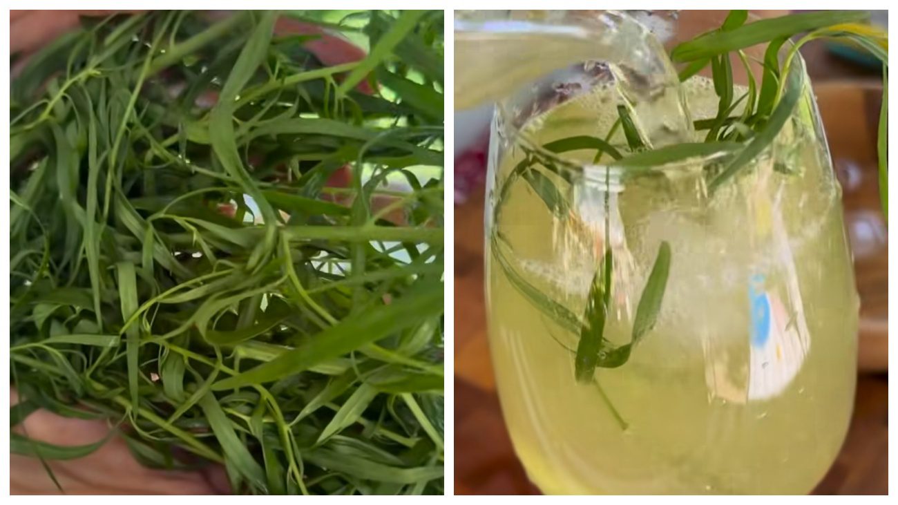 Кулінари пояснили, як приготувати натуральний тархун удома в липні-2025