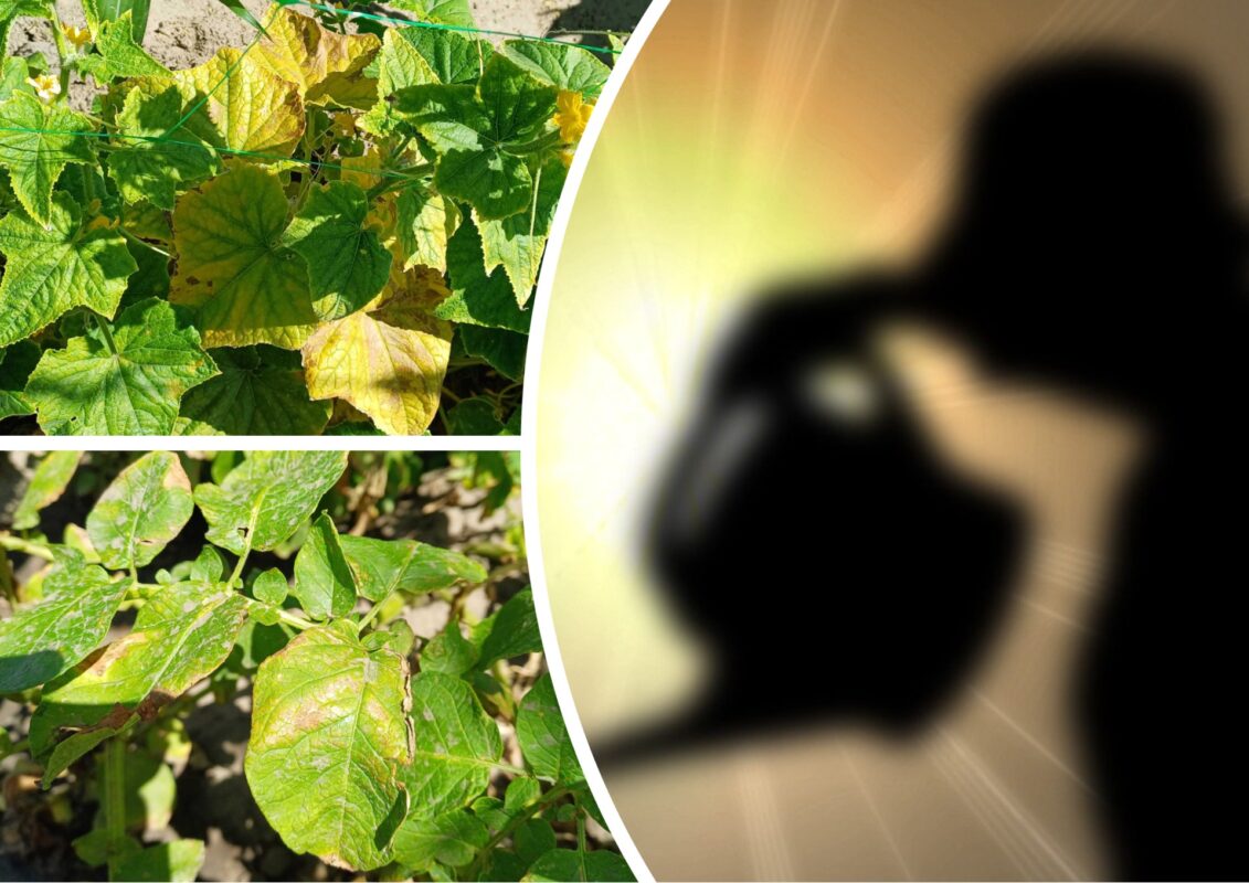 Садівники пояснили, чим врятувати город від спеки в липні-2025