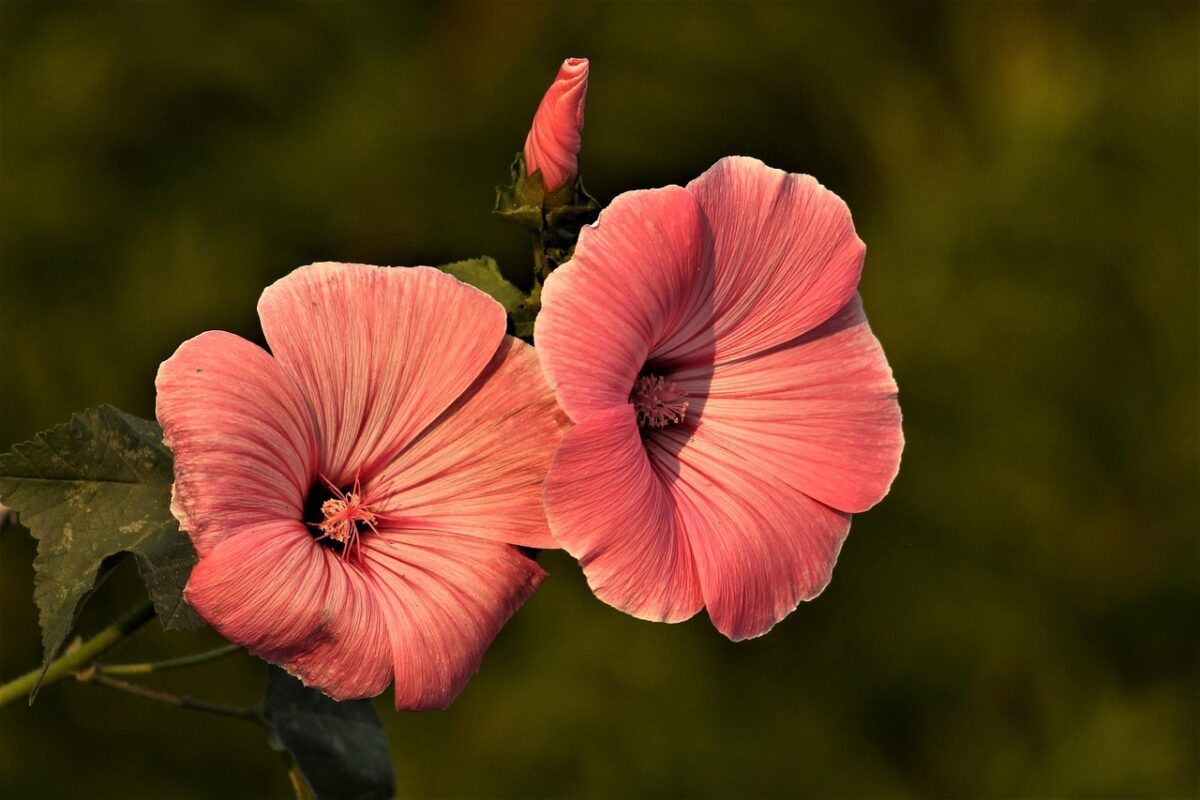 Багаторічники для вашого саду