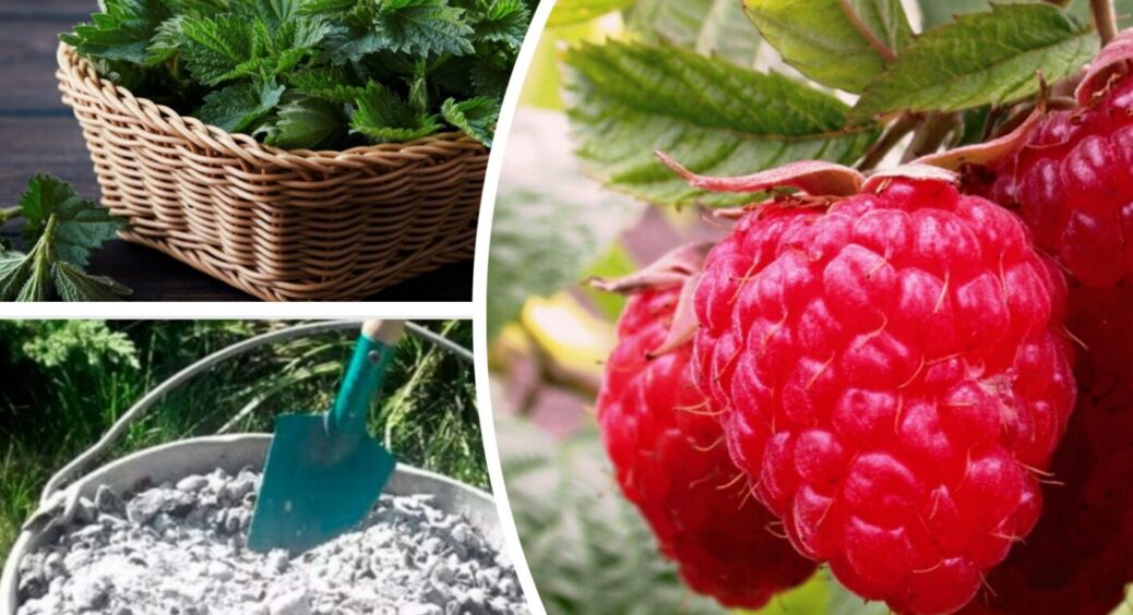 Осіння обрізка полуниці у 2 етапи: це секрет, як отримати урожай у 3 рази більший навесні 2026 