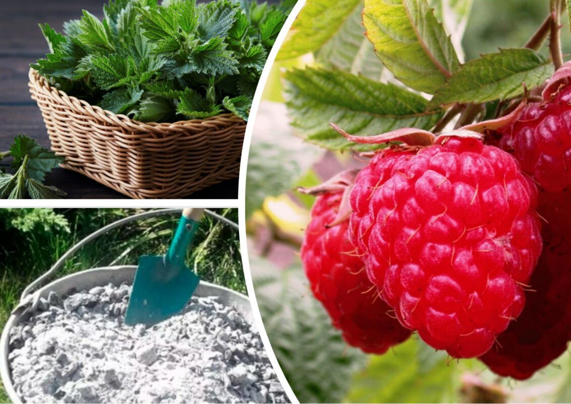 Садівники розповіли, як обрізка полуниці восени впливає на врожай навесні