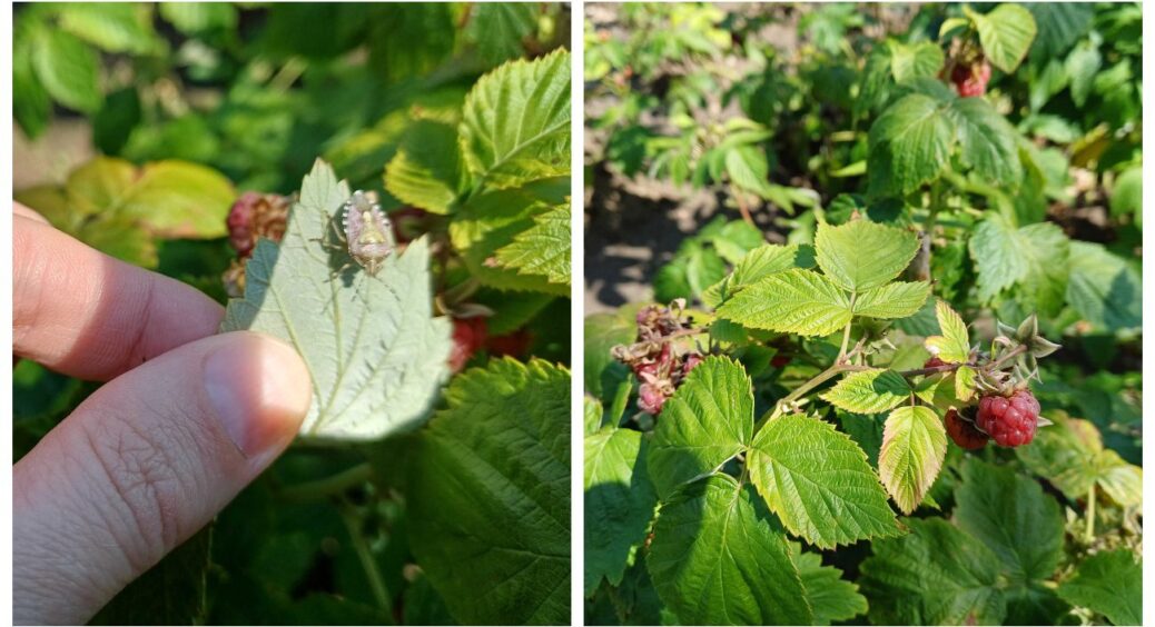 На перші ягоди малини задивляються різні шкідники: органічна обробка для кущів у липні-2025 