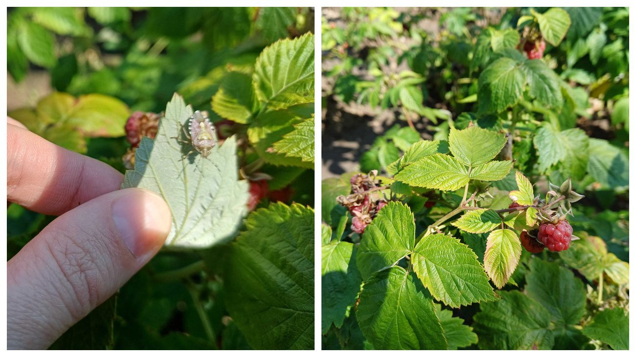 Садівники пояснили, чим варто обробити кущі малини в липні-2025