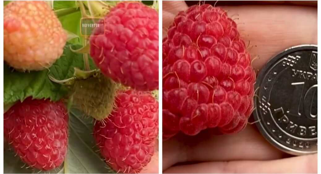 Найкращий сорт малини, яким вихваляються садівники в Україні: варто зберегти на весну-2026 