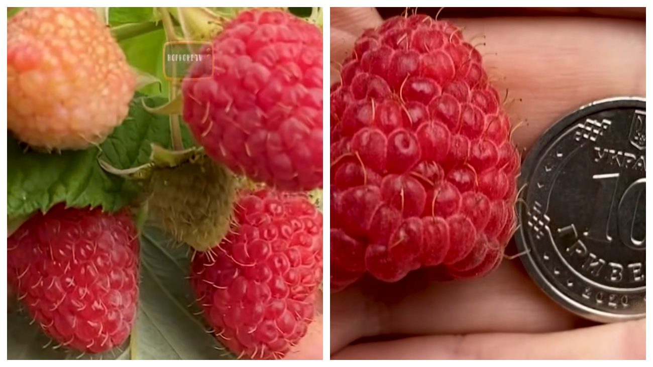 Садівники назвали найсолодший сорт малини у 2025 році