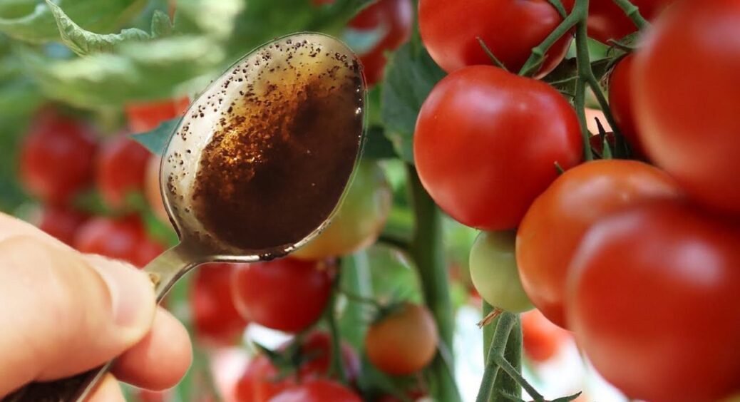 Липневий догляд за томатами: як уникнути вершинної гнилі та стимулювати плодоношення 