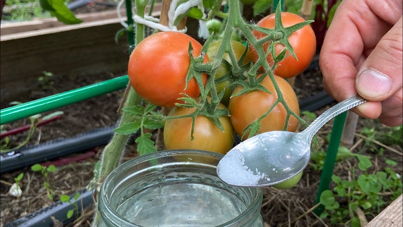 Експерти назвали простий спосіб обробки помідорів від фітофтори