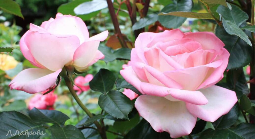 Цей 1 сигнал ігнорувати не можна: ось коли треба обрізати троянди у 2025-му – діяти одразу 