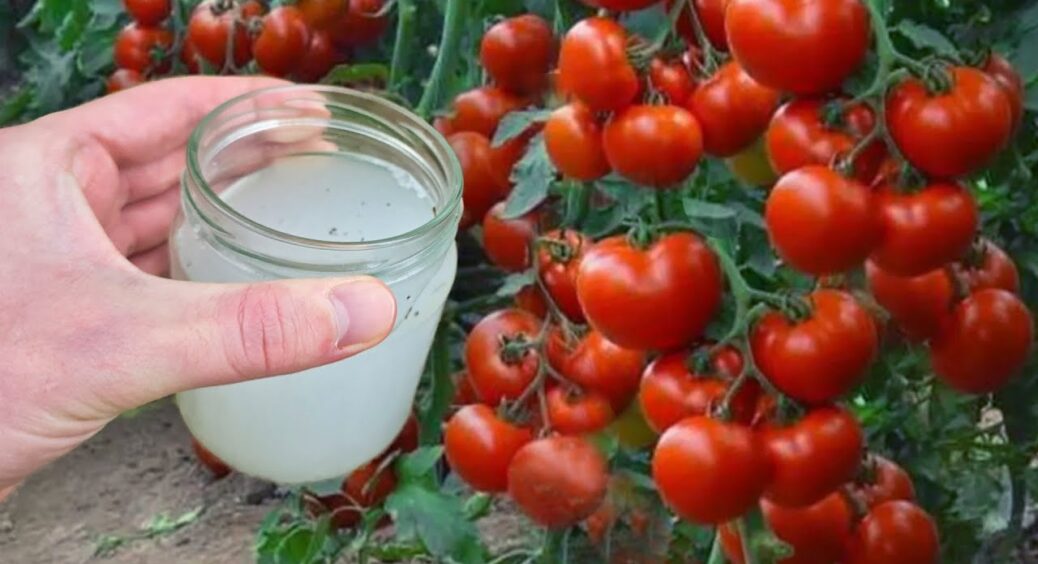 Фітофтора просто не бере помідори після однієї обробки розчином: 10 грамів на літр теплої води 