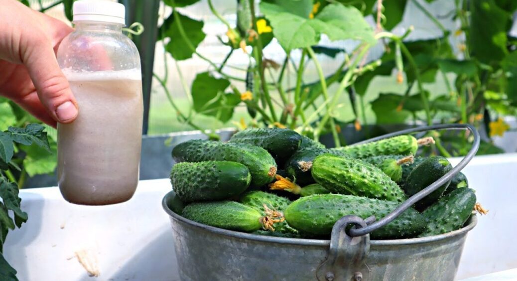 Не дріжджі і не компост: ось чим знатоки поливають огірки для плодоношення і після 10 вересня 