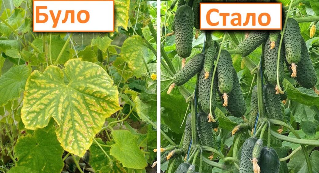 Якщо листя огірків жовтіє – одразу дістаємо зі свого арсеналу це: 2 дні і кущі як новенькі 