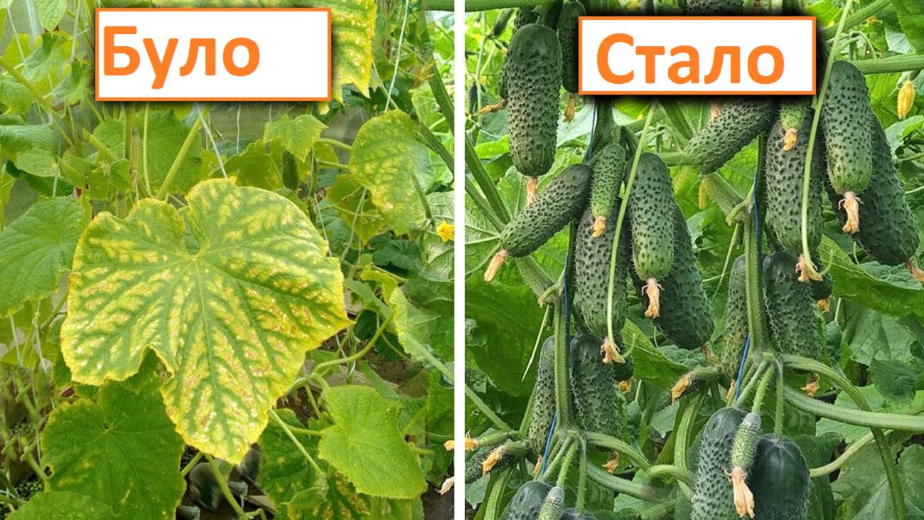 Агрономи розповіли, чим підживити огірки, щоб листя не жовтіло