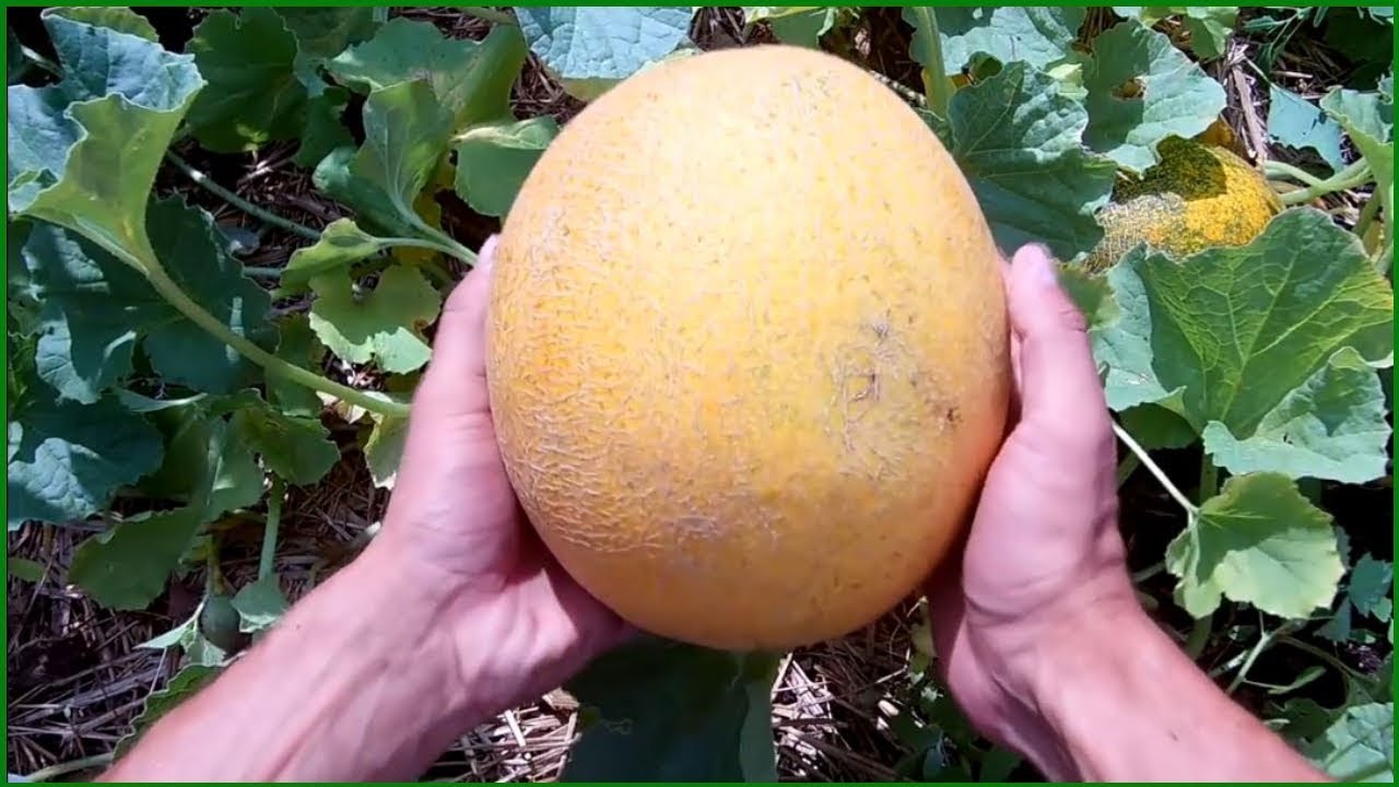 Найкращі сорти дині для вирощування в українському кліматі