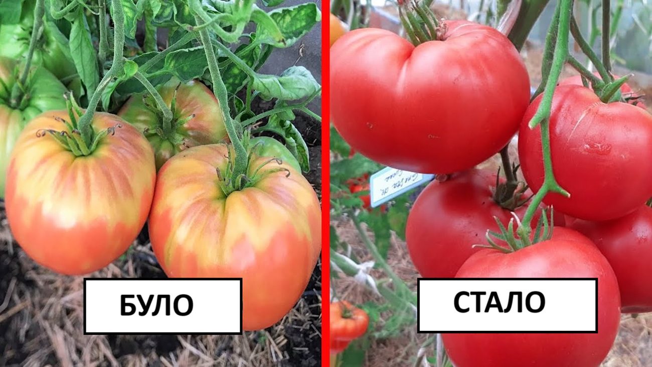 Агрономи розповіли, як врятувати урожай від дощів 2025