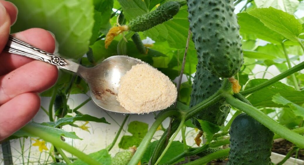 1 ложка у воду – і огірки плодоноситимуть до пізнього листопада: чим полити грядки у жовтні 