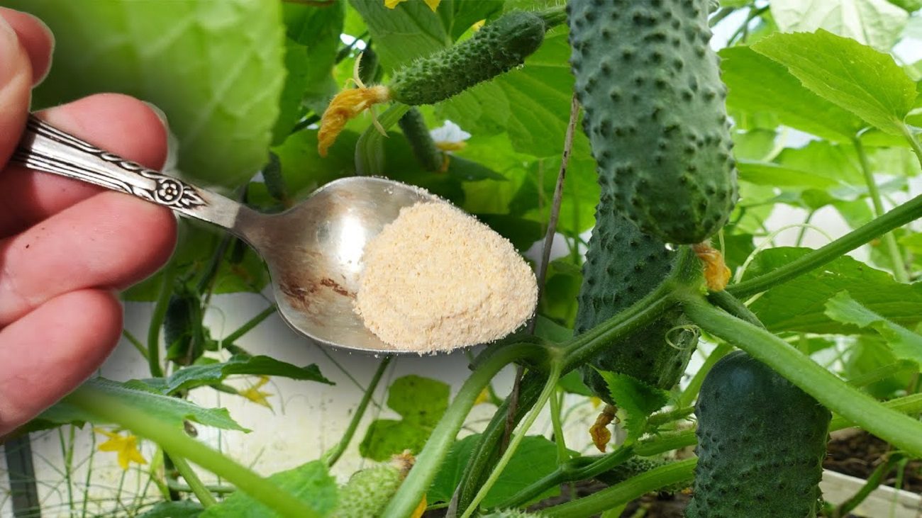 Аграрії розповіли, як подовжити термін плодоношення огірків