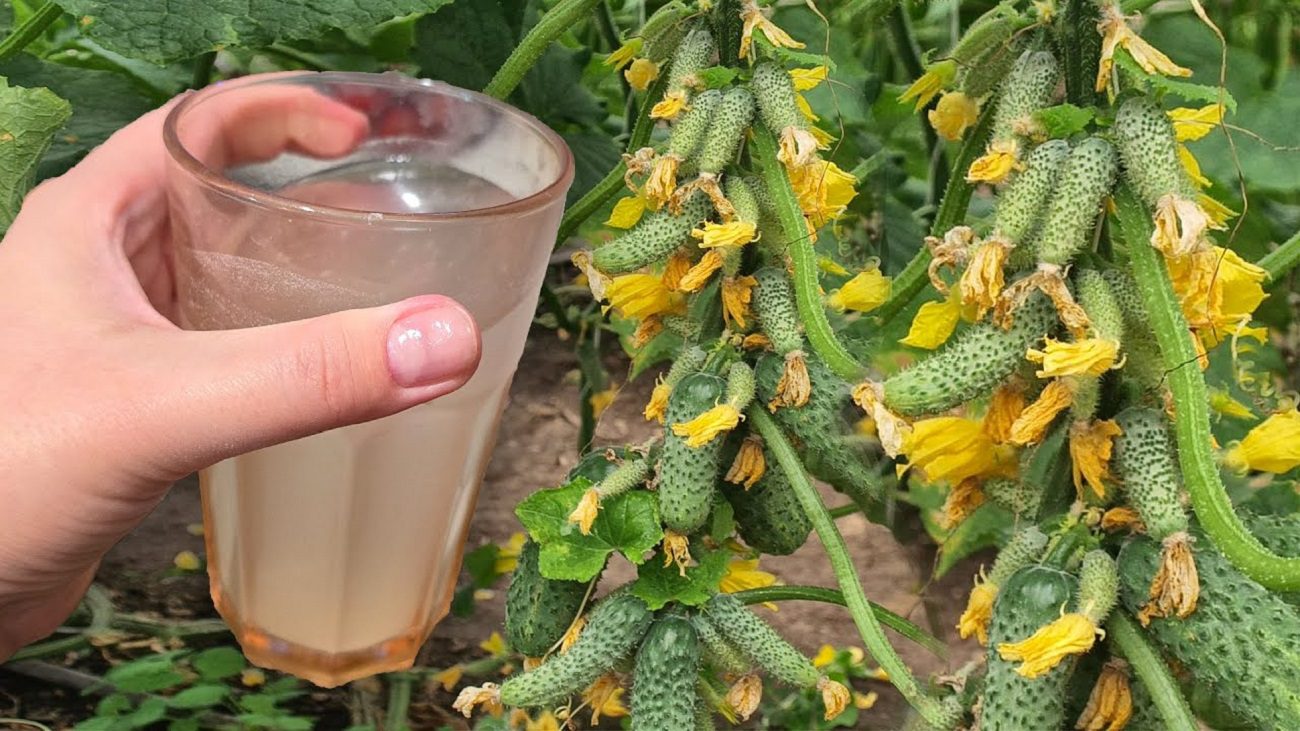 Агрономи розповіли, яке просте добриво збільшує врожайність огірків втричі