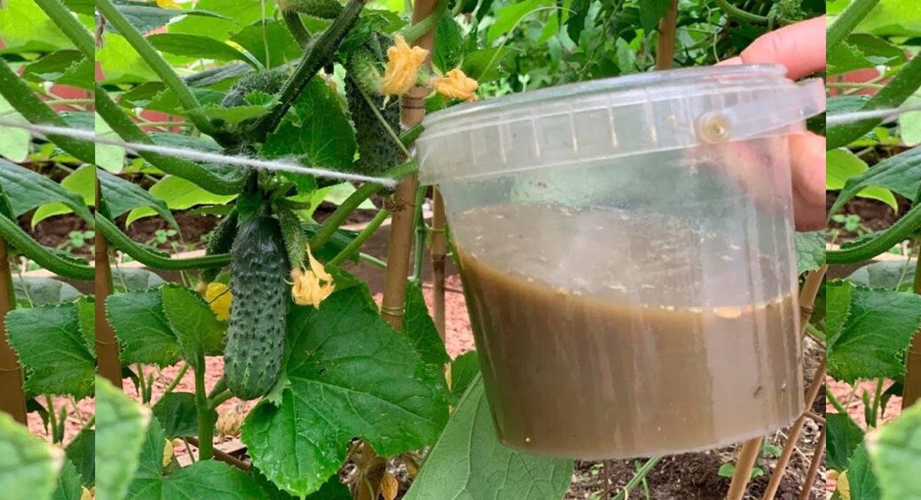 Не зола та не дріжджі: ось чим на Полтавщині підгодовують огірки для соковитої м’якоті 