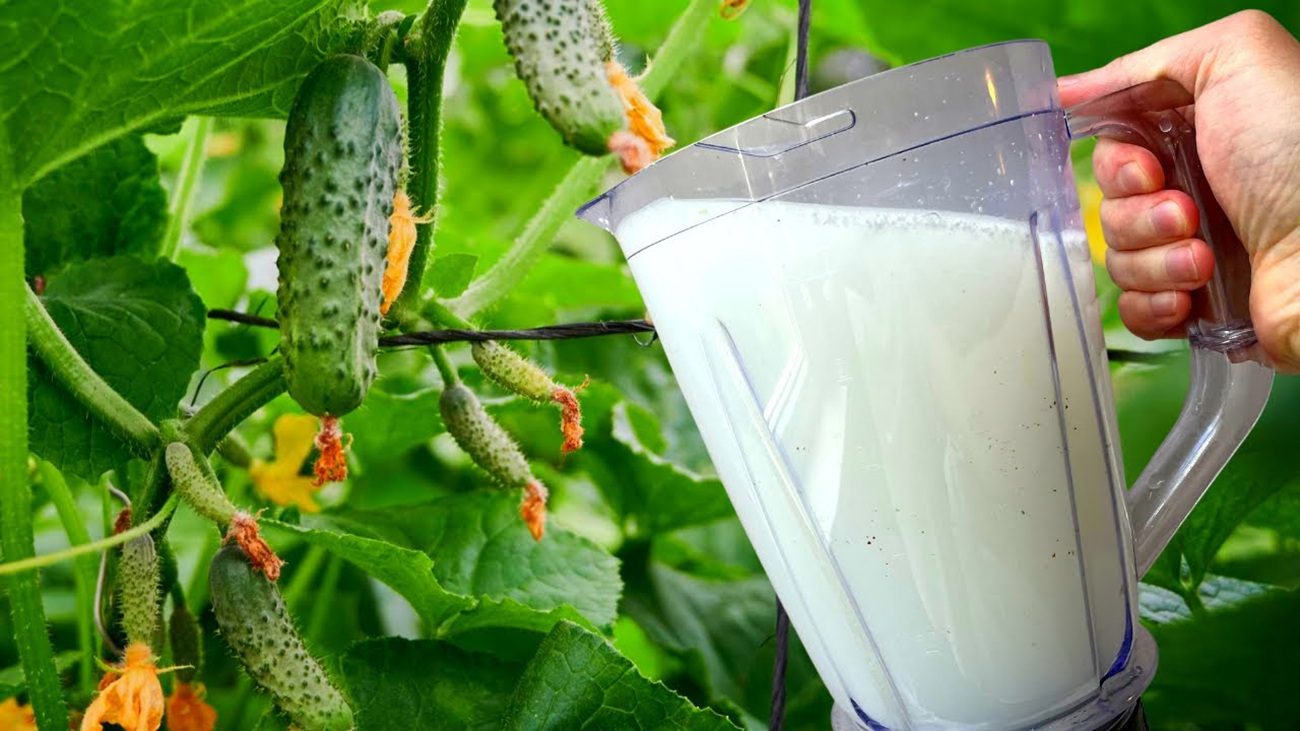 Агрономи розповіли, яке просте добриво збільшує врожайність огірків втричі
