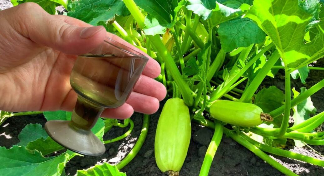 Через 24 години після цього поливу кабачки “несуться” як заведені до самої зими: у чому секрет 