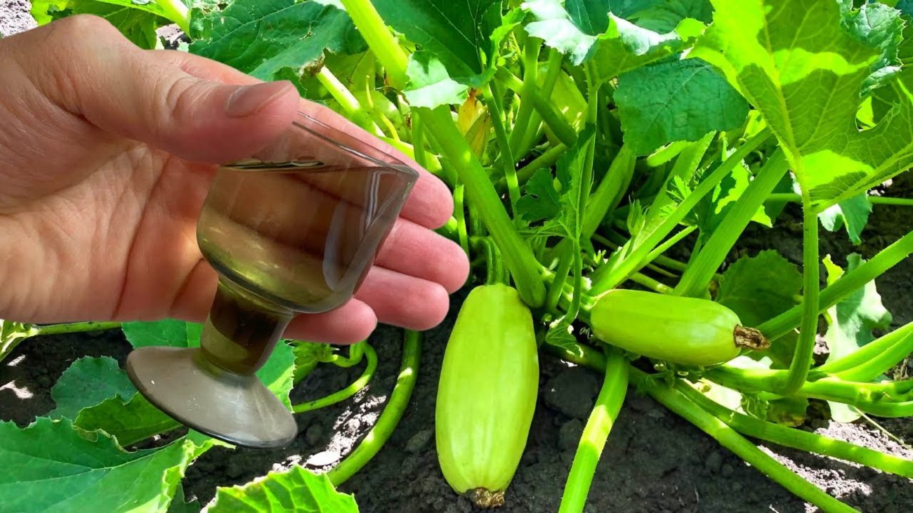 Агрономи розповіли, як подовжити термін плодоношення кабачків