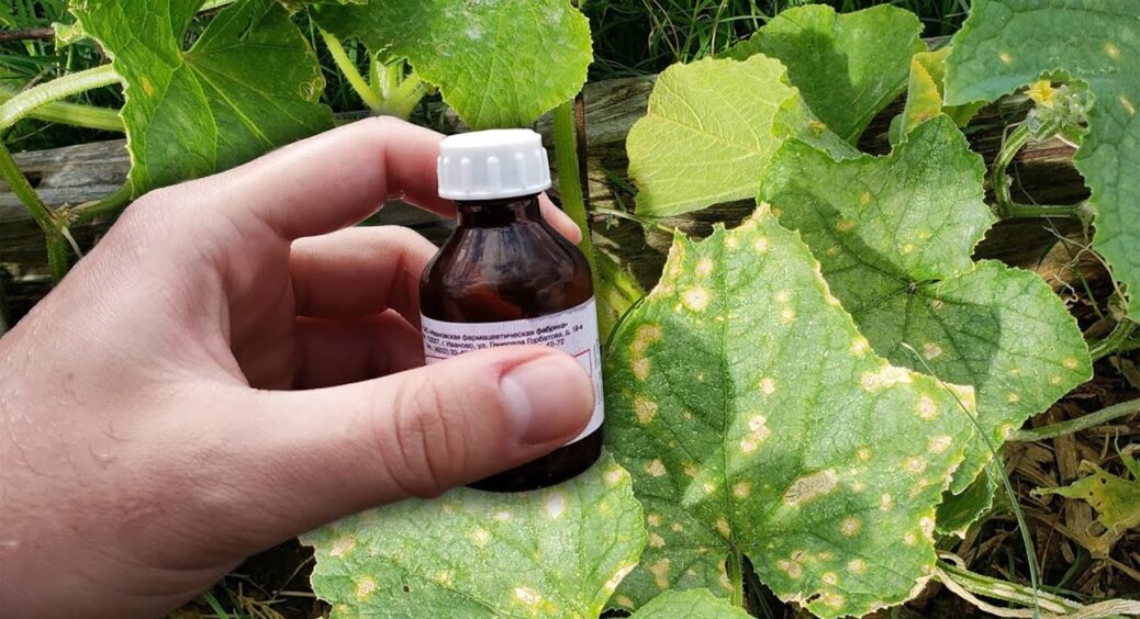 Якщо листя огірків жовтіє – одразу дістаємо зі свого арсеналу це: 7 днів, і кущі як новенькі 