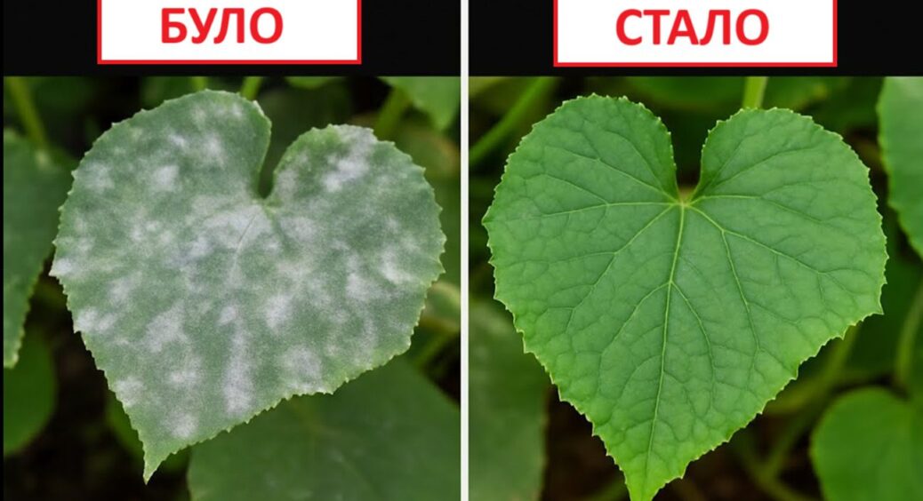 1 столова ложка на відро і борошниста роса зникає на очах: на Одещині справляються тільки так 