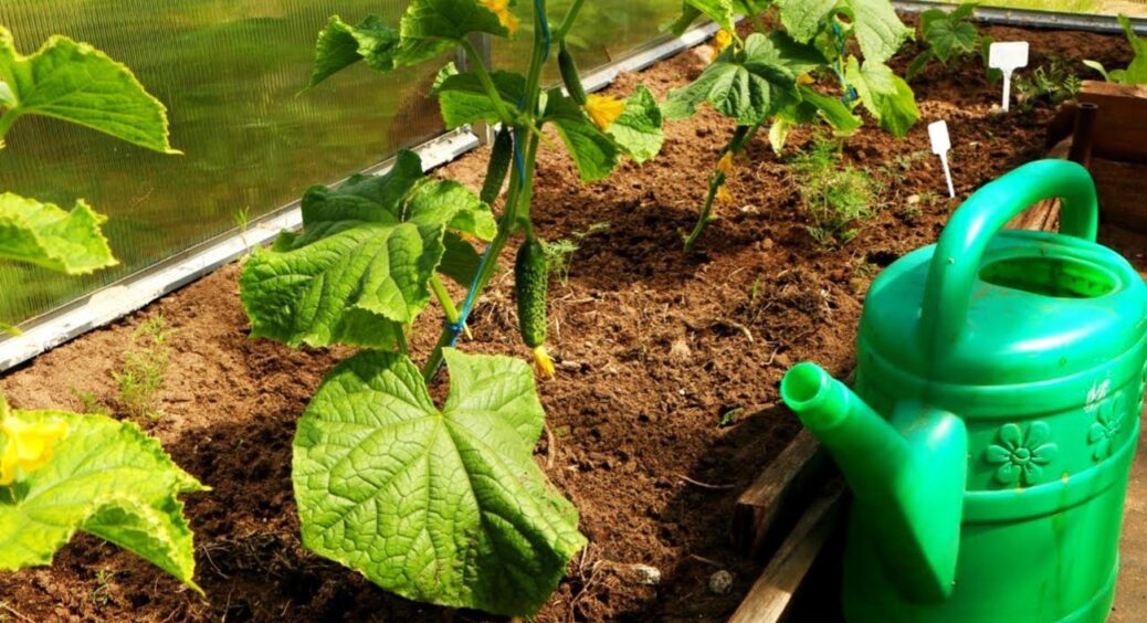 Як поливати огірки у спеку та чим підживити: поради досвідчених агрономів 