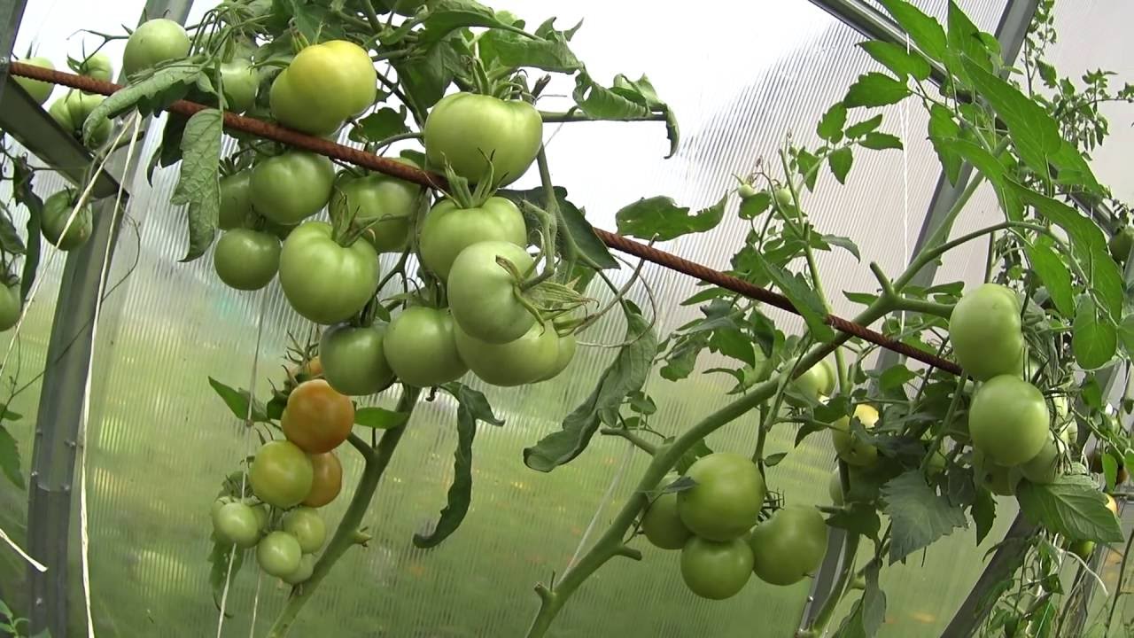 Господиня розповіла, як зробити смачні квашені зелені помідори 