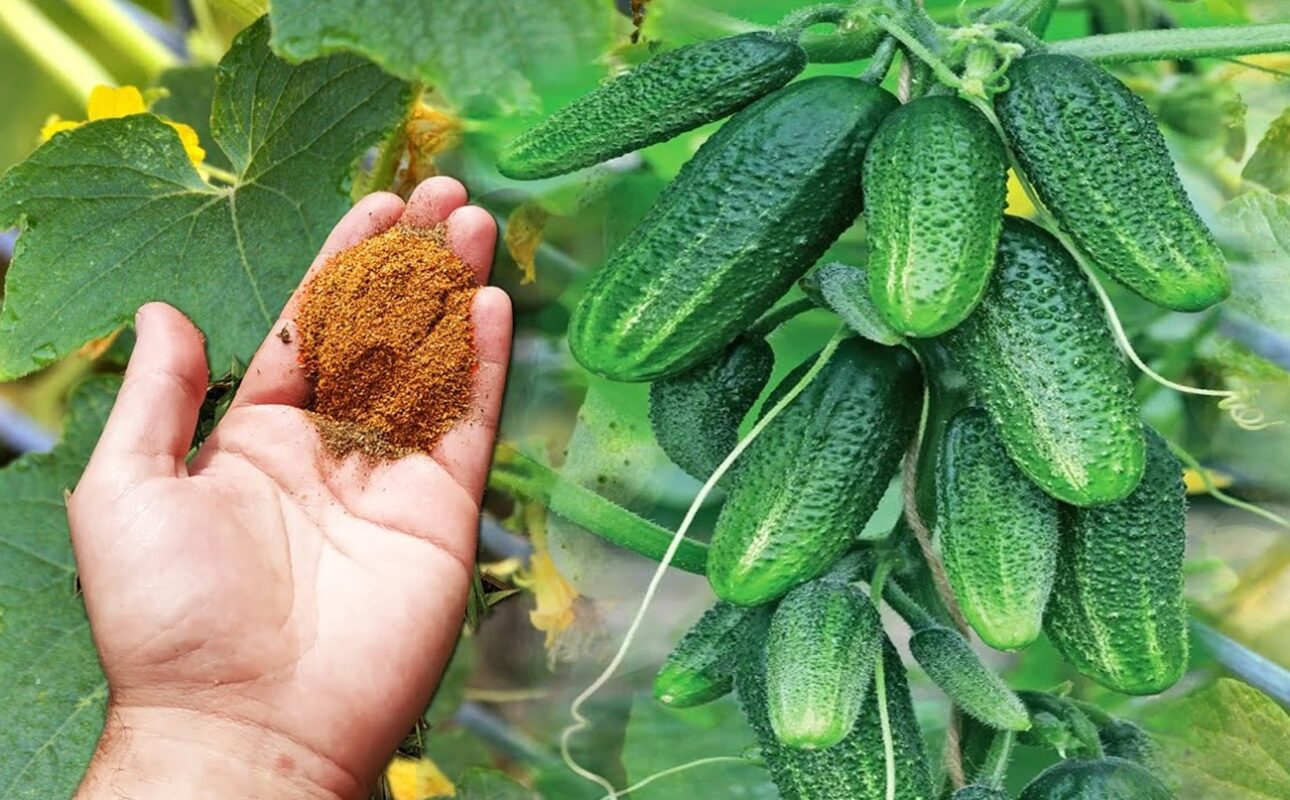 Агрономи розповіли, як збільшити урожайність огірків у кілька разів