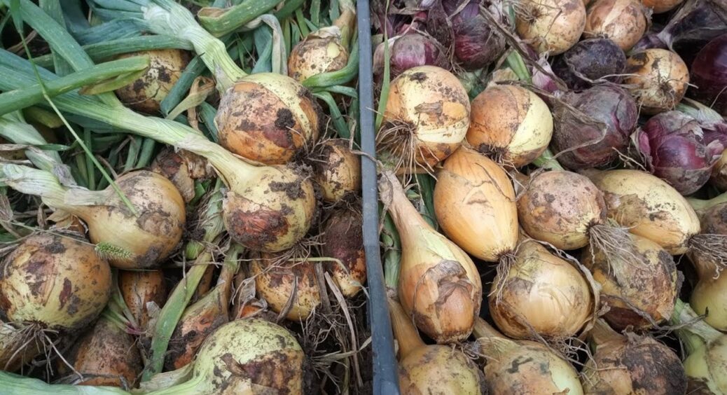7 днів у темряві – і урожай цибулі зберігається вдвічі довше: секрет із села на Полтавщині 