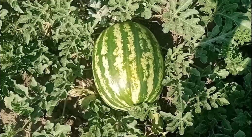 Виростити кавуни в холодному кліматі – можливо. Експерти назвали 4 правила, які допоможуть 