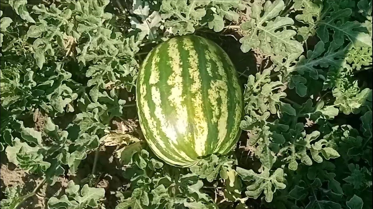 Як виростити кавуни в холодному кліматі