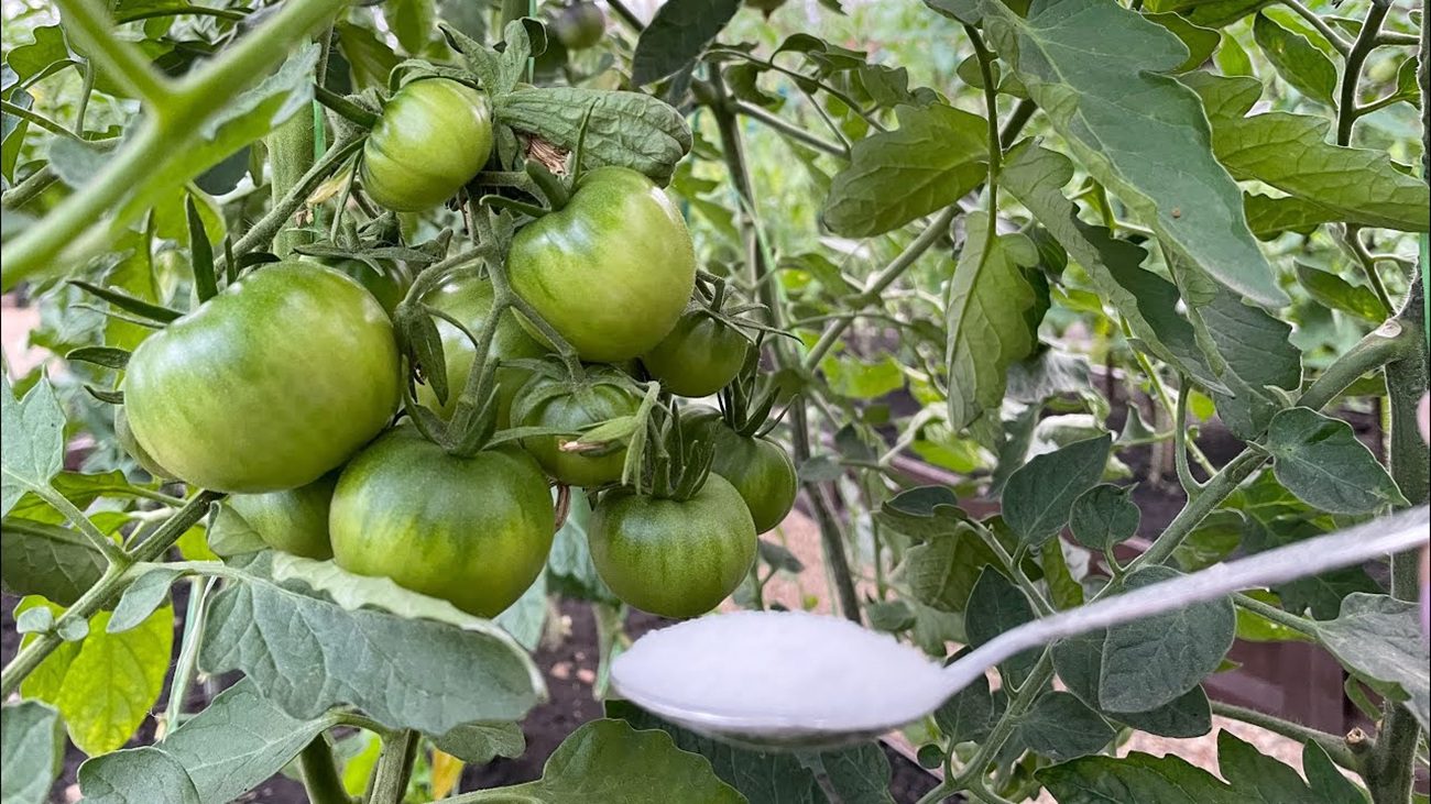Агрономи розповіли, яке добриво збільшує урожайність томатів у кілька разів