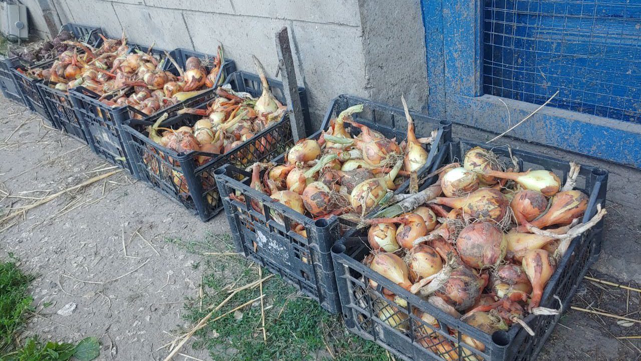 Агрономи розповіли, чому цибуля вкривається білим нальотом